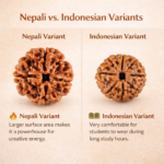 4 Mukhi Nepali Rudraksha