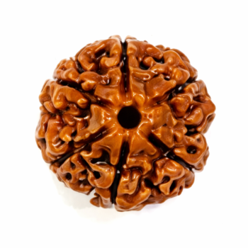 6 Mukhi Nepali Rudraksha