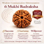 6 Mukhi Nepali Rudraksha