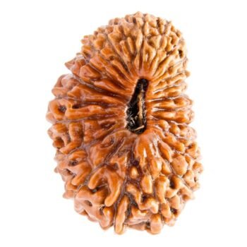 24 Mukhi Indonesian Rudraksha