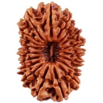 19 Mukhi Indonesian Rudraksha