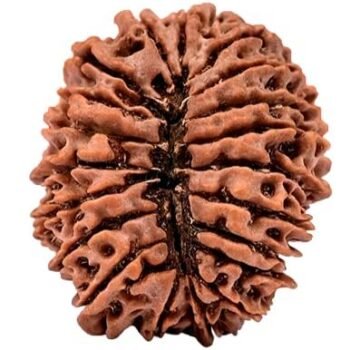 20 Mukhi Indonesian Rudraksha