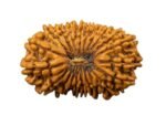 21 mukhi Rudraksha