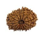 15 Mukhi Indonesian Rudraksha (Govt. Lab Certified)