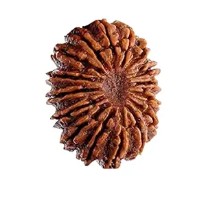 21 mukhi Rudraksha