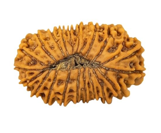 21 mukhi Rudraksha
