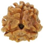 3 Mukhi Indonesian Rudraksha