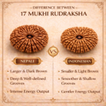 17 Mukhi Nepali Rudraksha