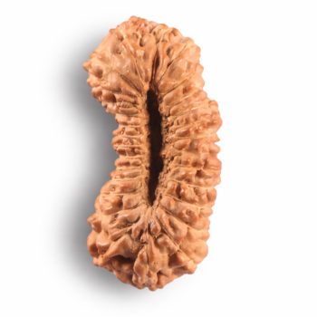 27 Mukhi Indonesian Rudraksha