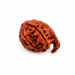 Ganesh Rudraksha
