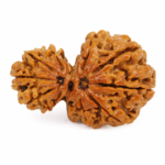 Garbh Gauri Rudraksha
