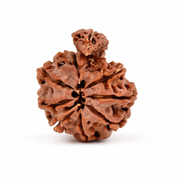 Savar Naag Rudraksha