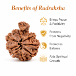 Savar Naag Rudraksha