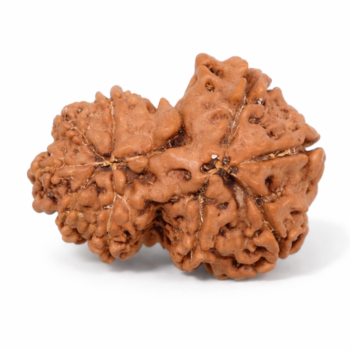 gauri shankar rudraksha