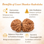 gauri shankar rudraksha