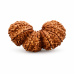 trijuti rudraksha