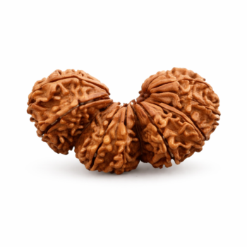 trijuti rudraksha