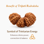 trijuti rudraksha