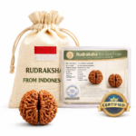 2 Mukhi Indonesian Rudraksha