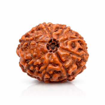8 Mukhi Indonesian Rudraksha