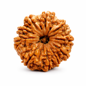 10 Mukhi Indonesian Rudraksha