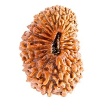 24 Mukhi Nepali Rudraksha