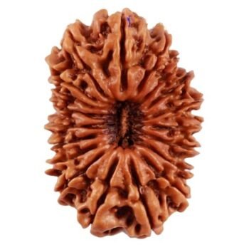 19 Mukhi Nepali Rudraksha