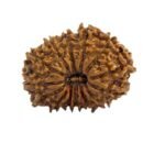 15 Mukhi Nepali Rudraksha (Govt. Lab Certified)