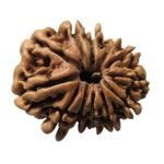 14 Mukhi Nepali Rudraksha