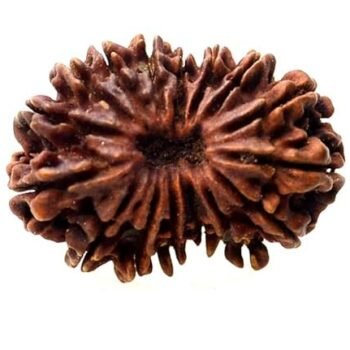 22 Mukhi Nepali Rudraksha