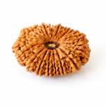 17 Mukhi Nepali Rudraksha
