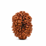 18 Mukhi Nepali Rudraksha