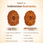 18 Mukhi Nepali Rudraksha