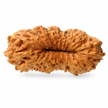 23 Mukhi Nepali Rudraksha