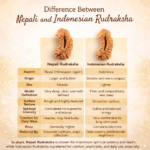 27 Mukhi Nepali Rudraksha