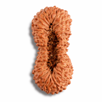 30 Mukhi Nepali Rudraksha