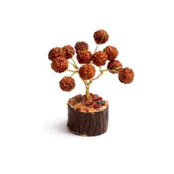 Rudraksha Miniature Tree