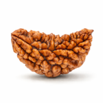 1 Mukhi Nepali Rudraksha