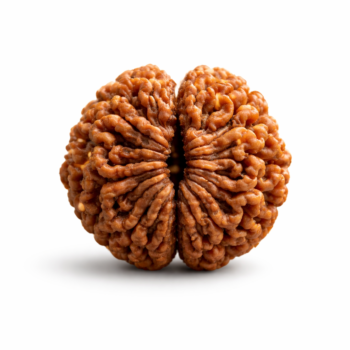 2 Mukhi Nepali Rudraksha