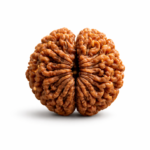 2 Mukhi Indonesian Rudraksha