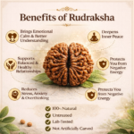 2 Mukhi Indonesian Rudraksha