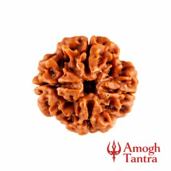 4 Mukhi Nepali Rudraksha