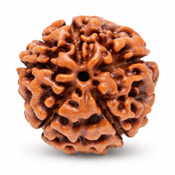 7 Mukhi Indonesian Rudraksha