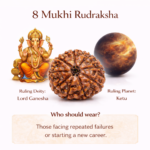 8 Mukhi Indonesian Rudraksha