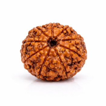 9 Mukhi Nepali Rudraksha