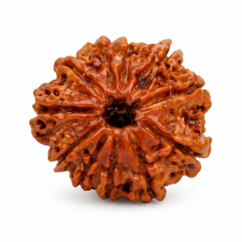 11 Mukhi Nepali Rudraksha