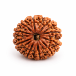 12 Mukhi Nepali Rudraksha