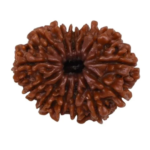 13 Mukhi Nepali Rudraksha