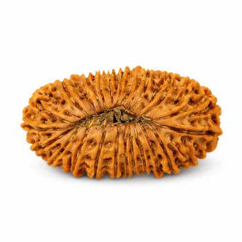 21 Mukhi Nepali Rudraksha