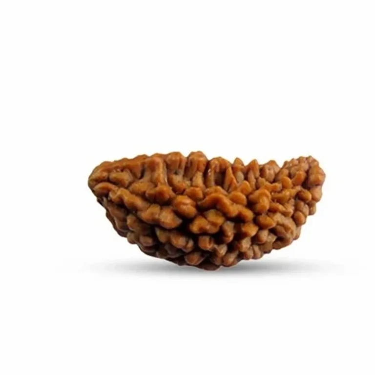 Authentic 1 Mukhi Nepali Rudraksha bead with natural single face